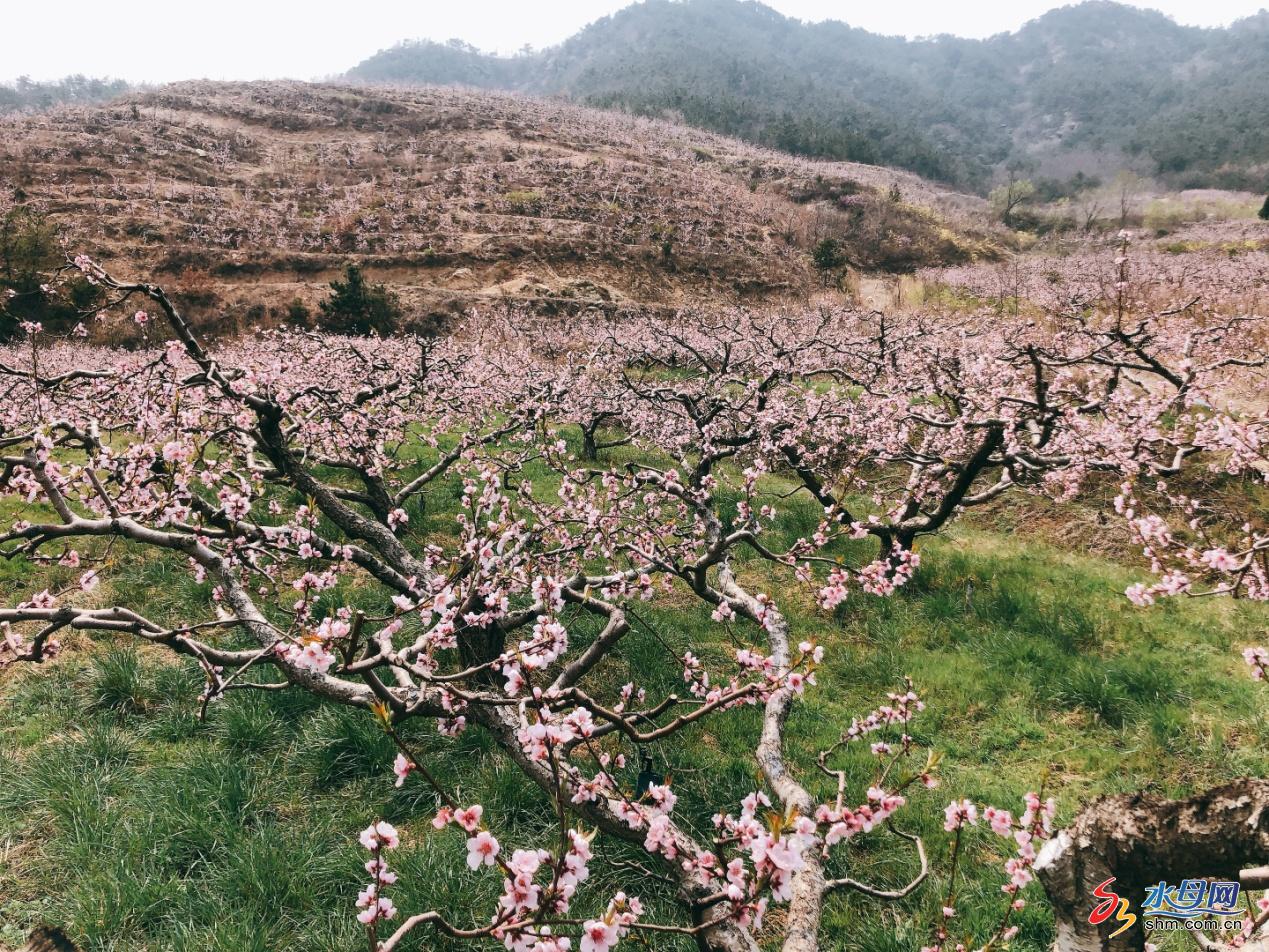 致富经养蜂视频(致富经深山养蜂人视频)
